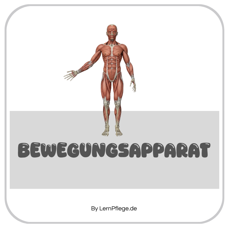 Bewegungsapparat