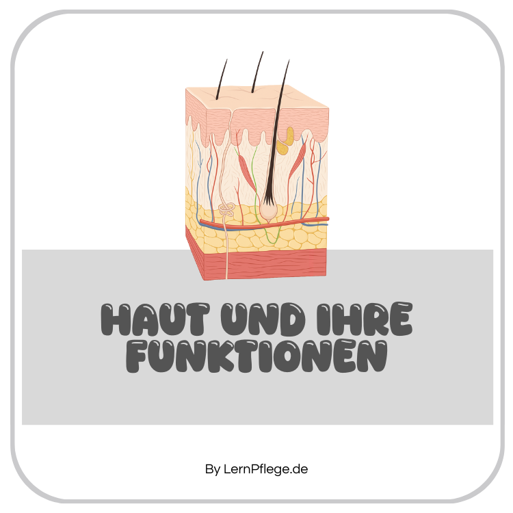 Haut und Funktionen