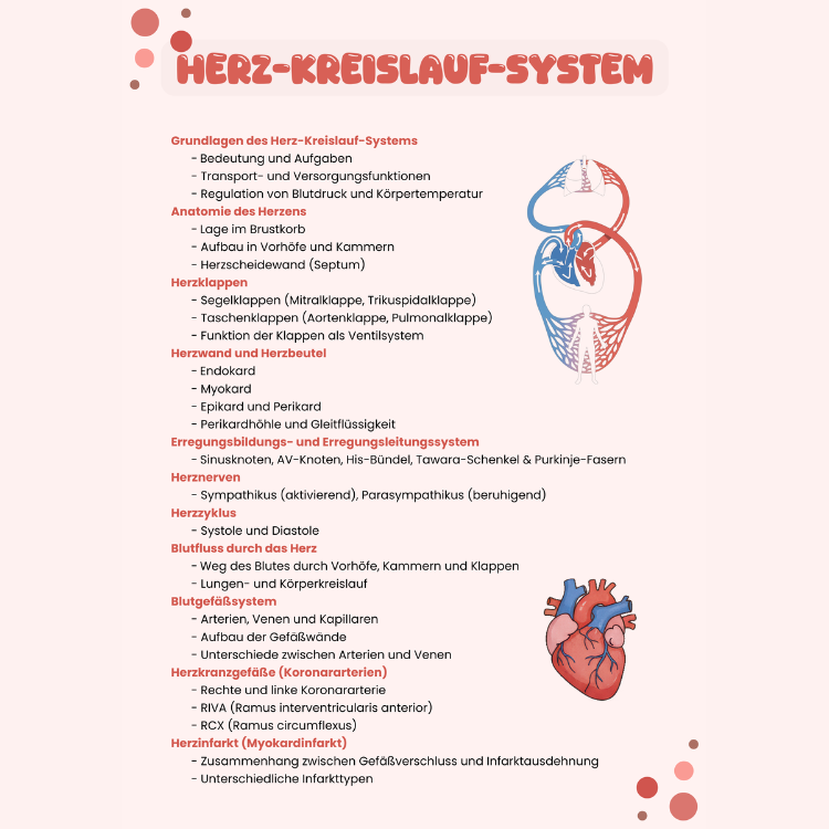 Herz-Kreislauf-System