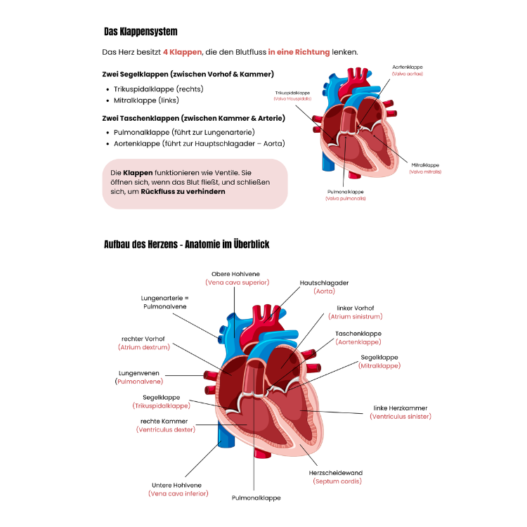 Herz-Kreislauf-System