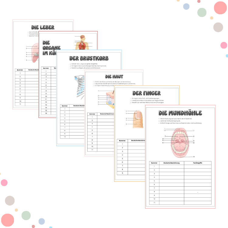 Anatomie zum Beschriften - Bundle Teil 1-3