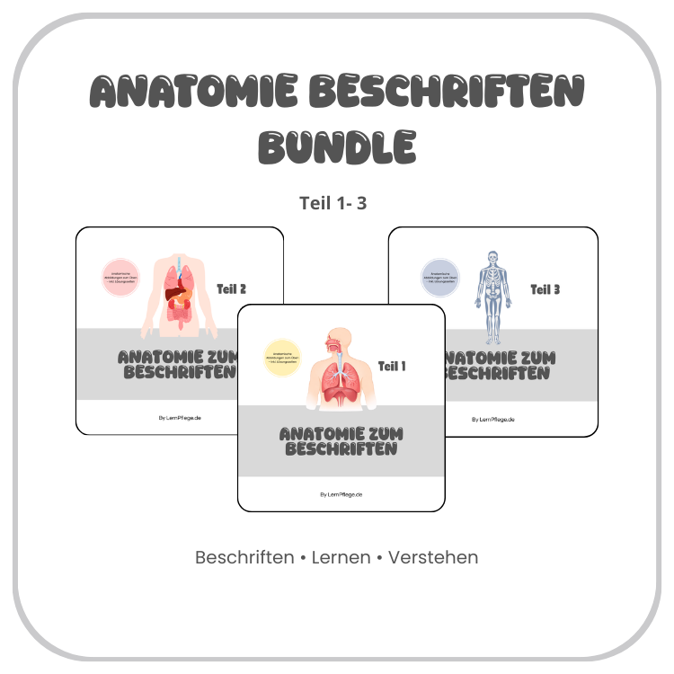 Anatomie zum Beschriften - Bundle Teil 1-3