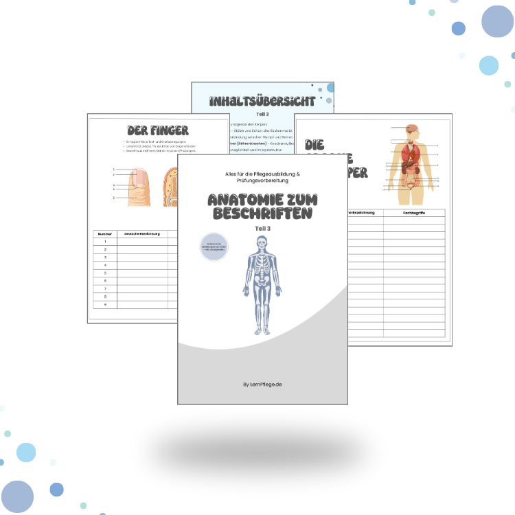 Anatomie zum Beschriften- Teil 3