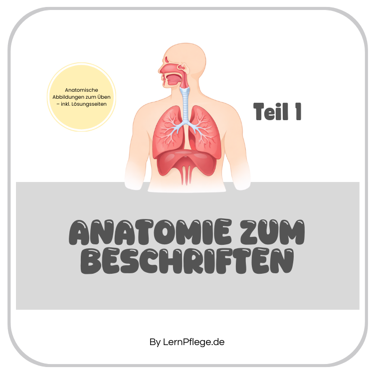 Anatomie zum Beschriften - Teil 1