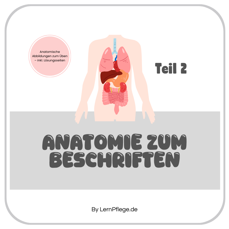 Anatomie zum Beschriften - Teil 2