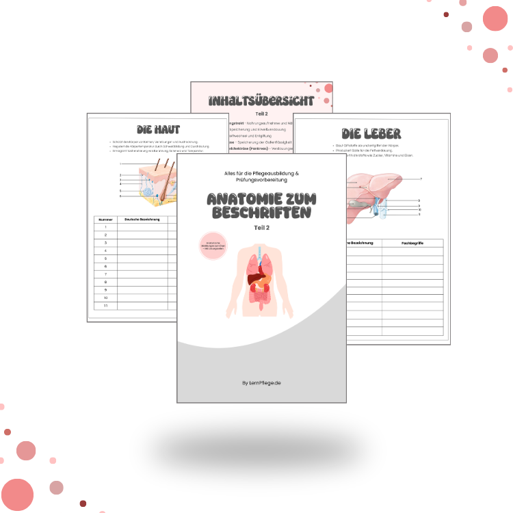 Anatomie zum Beschriften - Teil 2