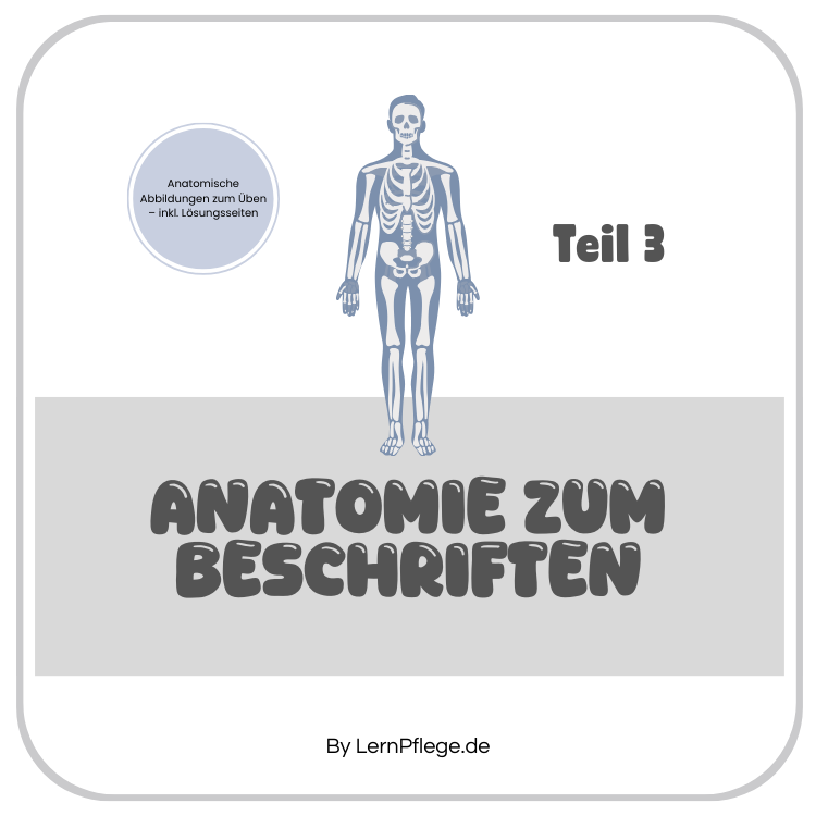 Anatomie zum Beschriften- Teil 3